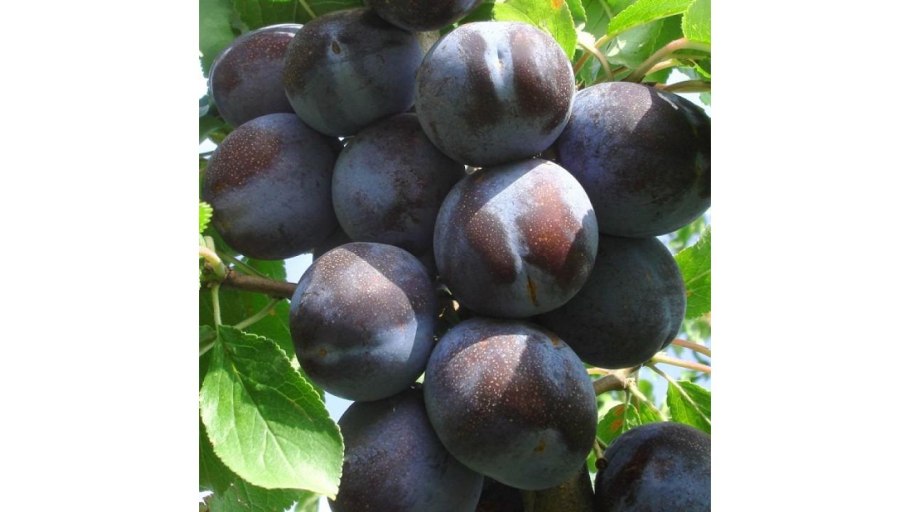 Слива империал колоновидная