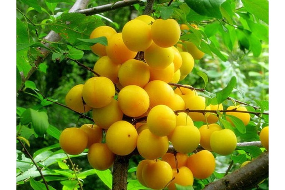 Абрикос черный принц