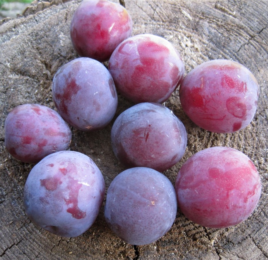 Алыча Владимирская Комета