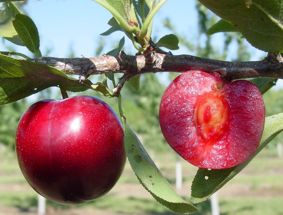 Сорт сливы «память Тимирязева»