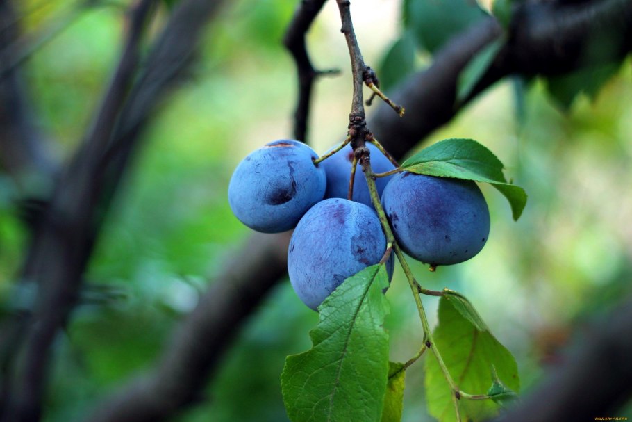 Слива алыча Империал