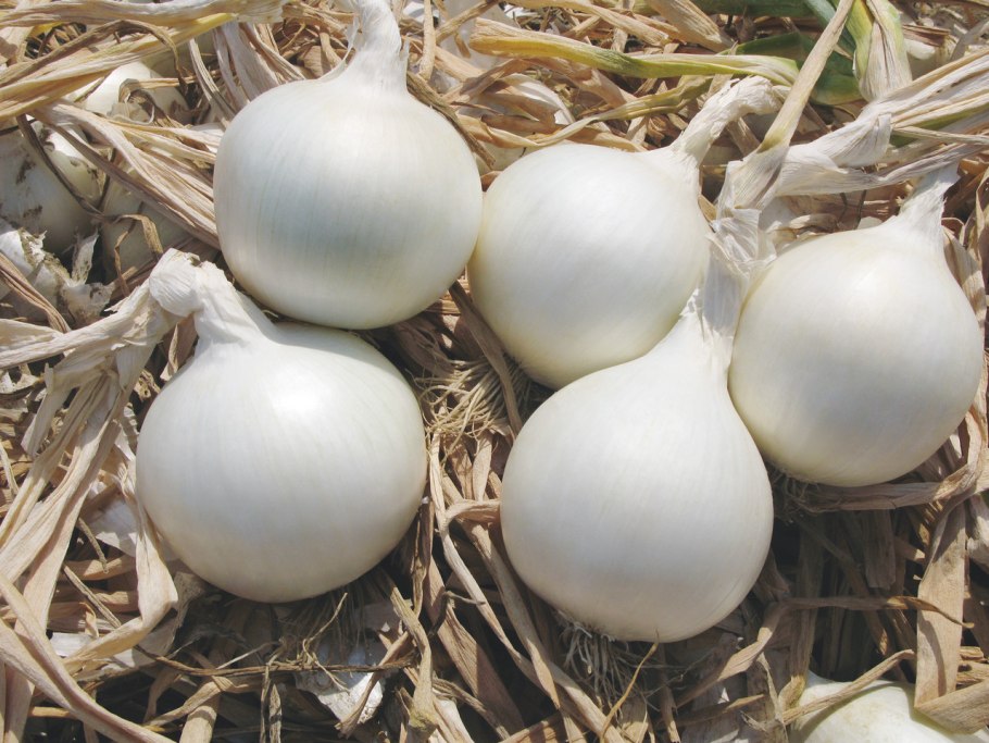 Белый маленький лук