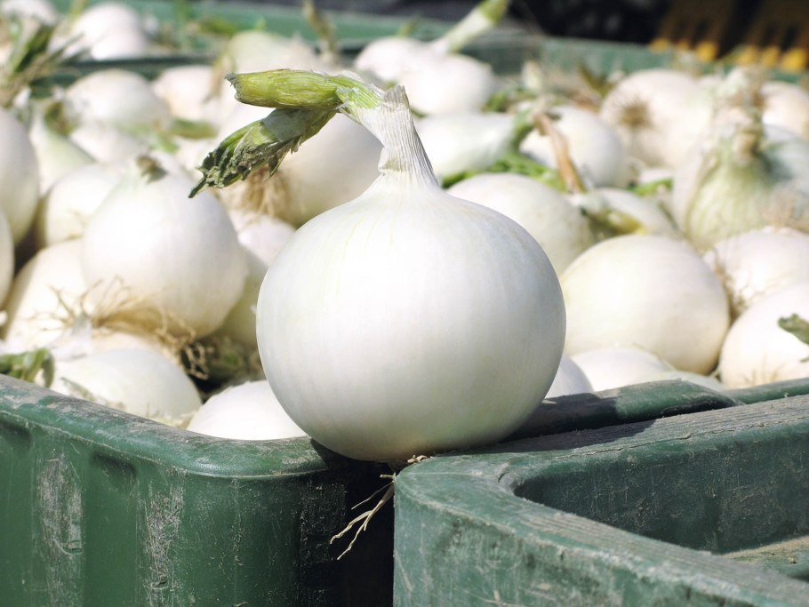 По отдельности на белом фоне лук