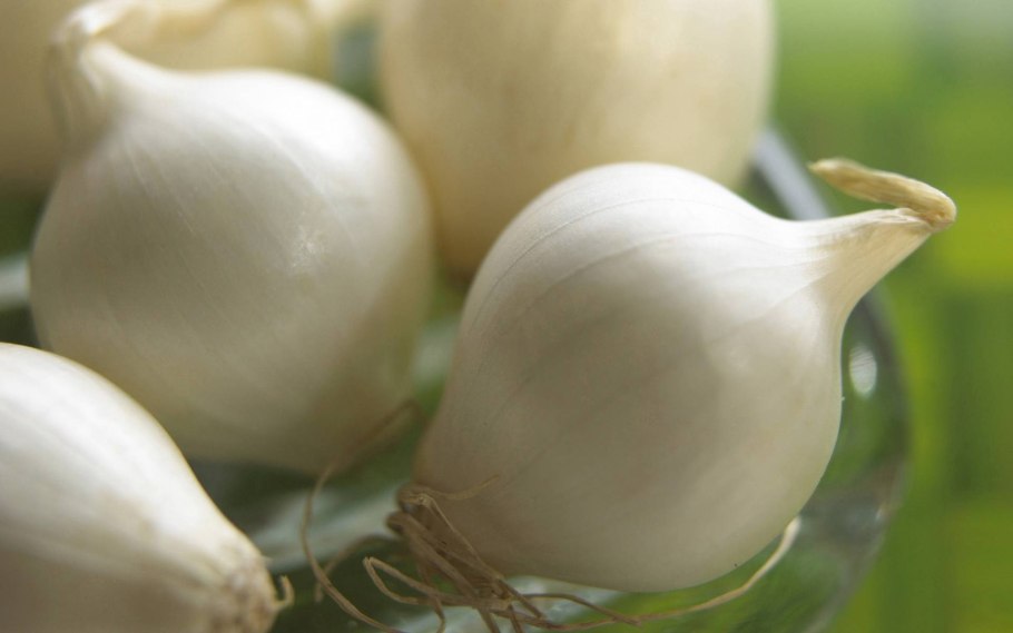 Лук шетана шалот