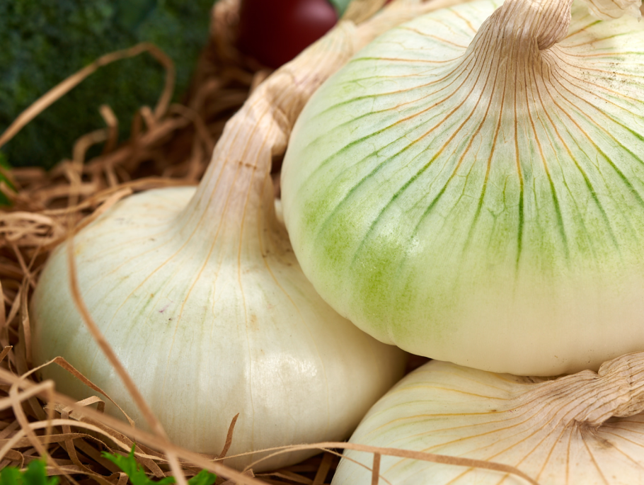 Лук репчатый на белом фоне