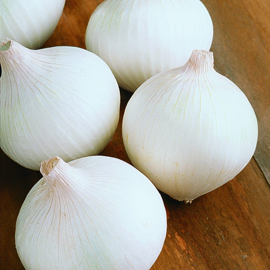 Лук-севок Штутгартер Ризен