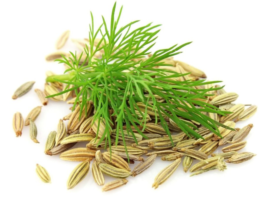 Фенхель рассада