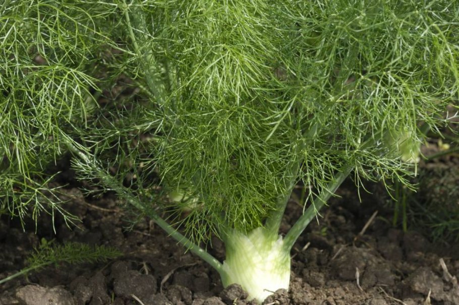 Укроп картинка