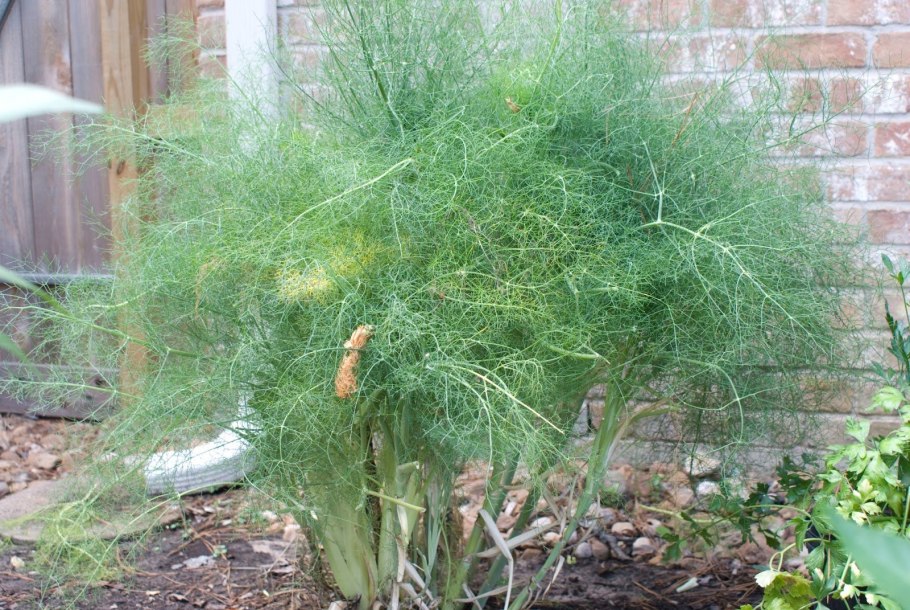 Фенхель Хенкель