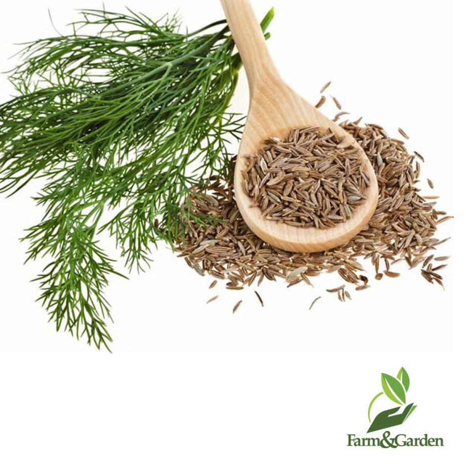 Укроп для красоты