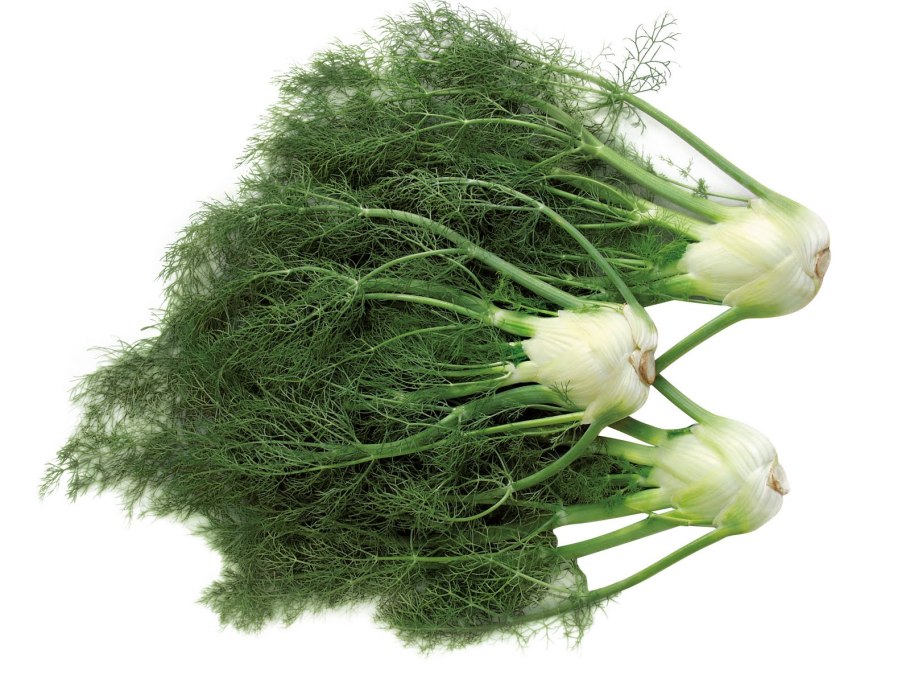 Фенхель зелень