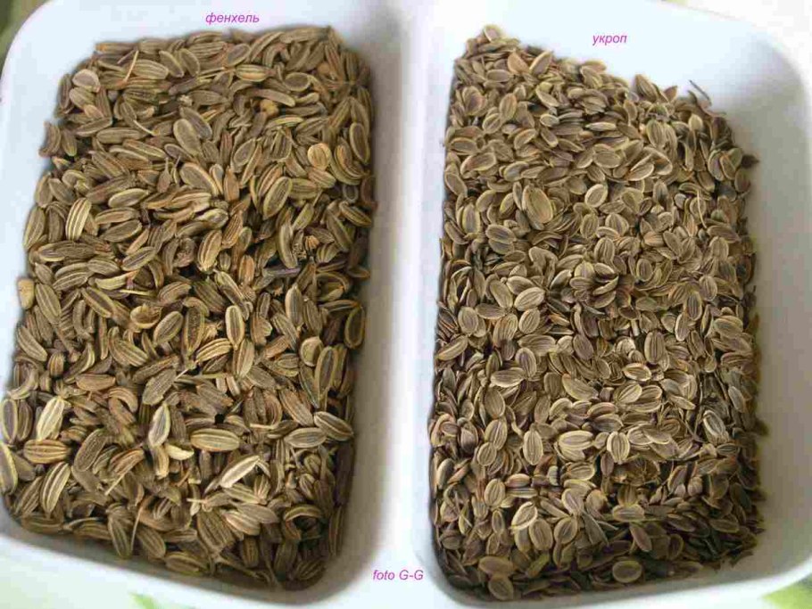 Семена фенхели укроп