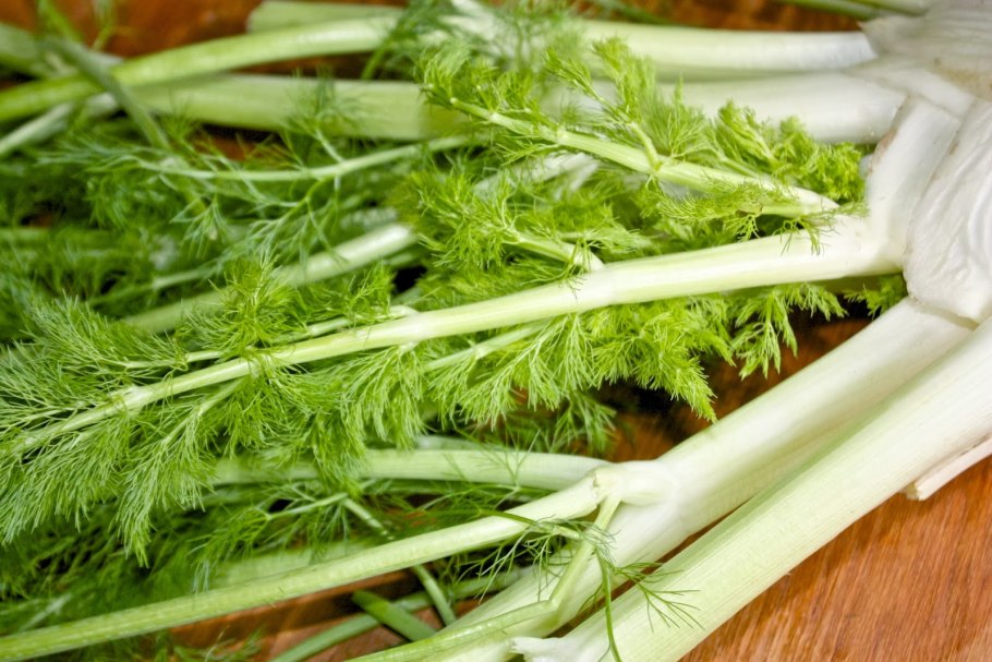 Молодой укроп