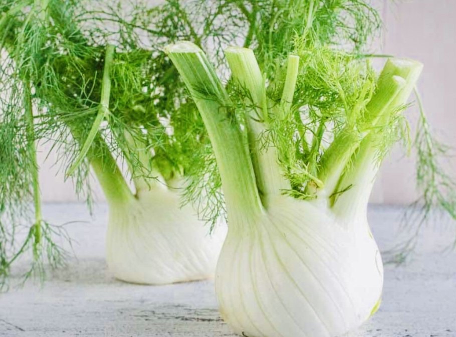 Фенхель обыкновенный ГФ