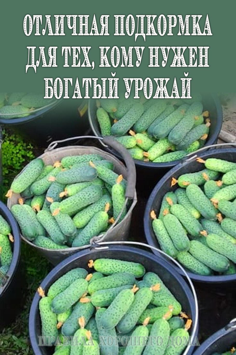 Огурец круглый урожай f1