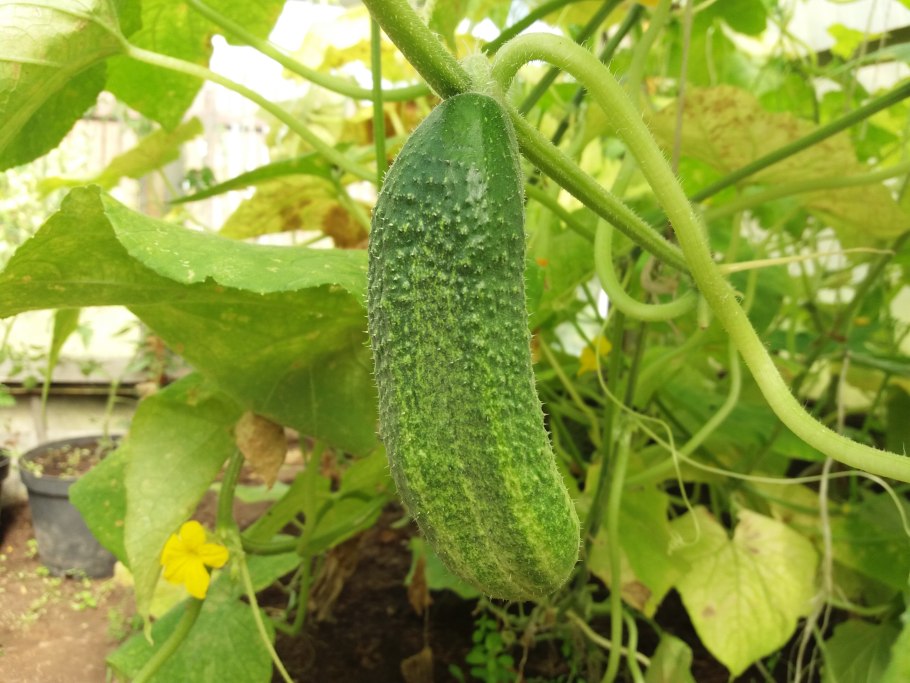 Огурец корнишон Сибирская гирлянда f1