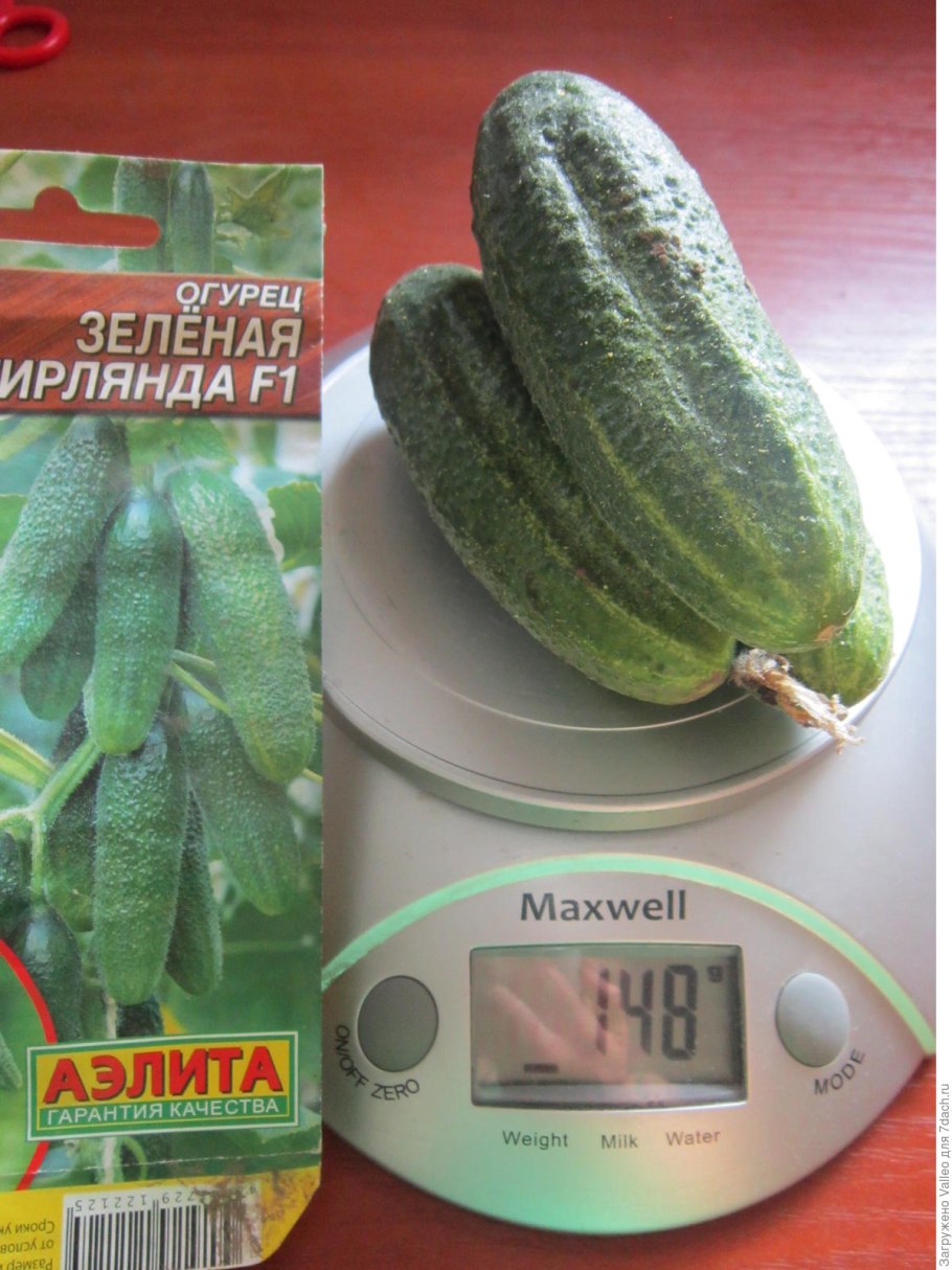 Огурец зеленая гирлянда f1 /Аэлита/ 1