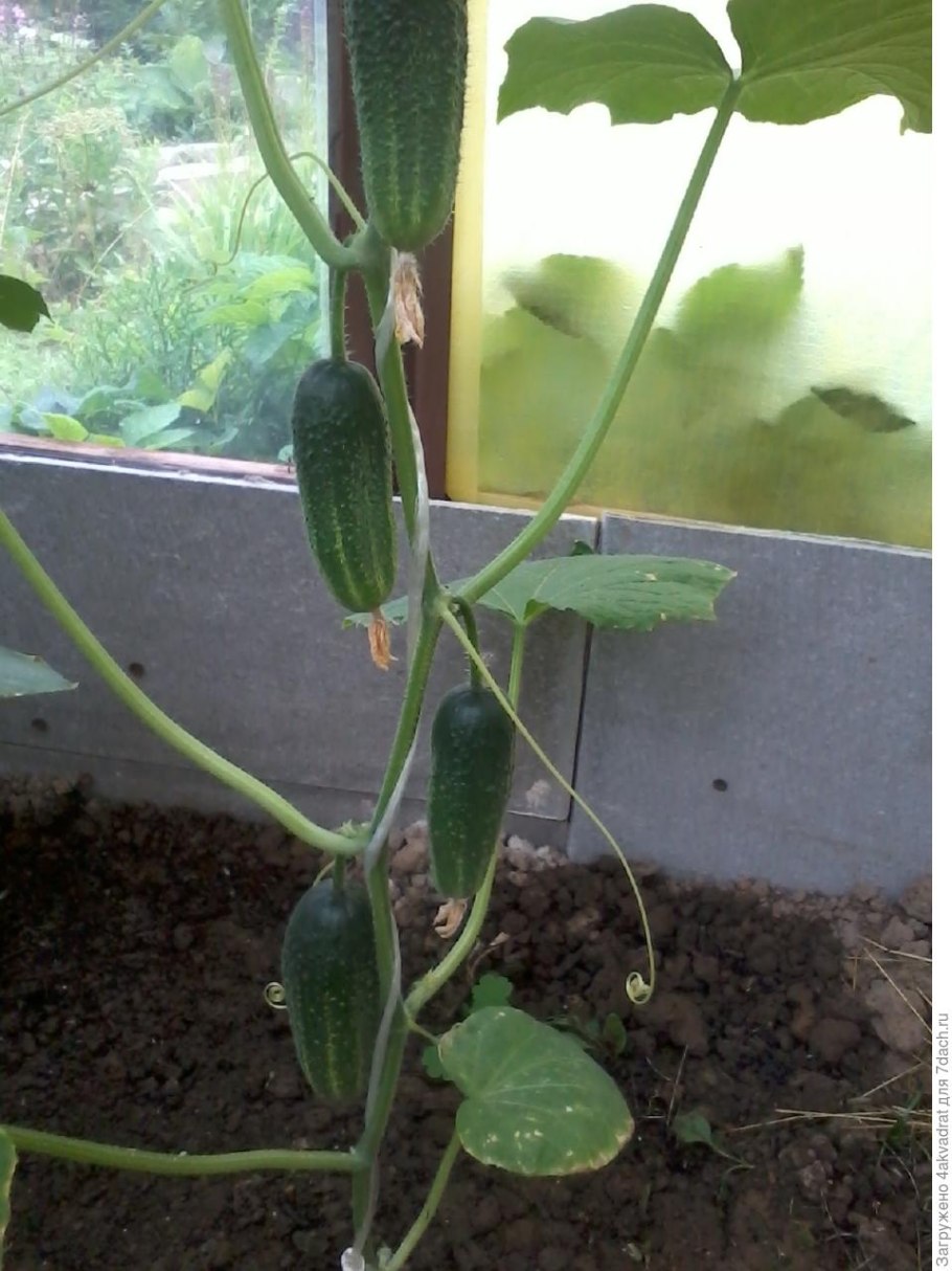 Огурец зеленая гирлянда f1 Аэлита