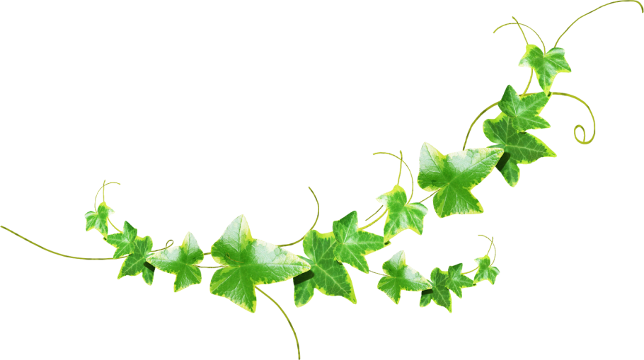 Огурец корнишон Сибирская гирлянда f1