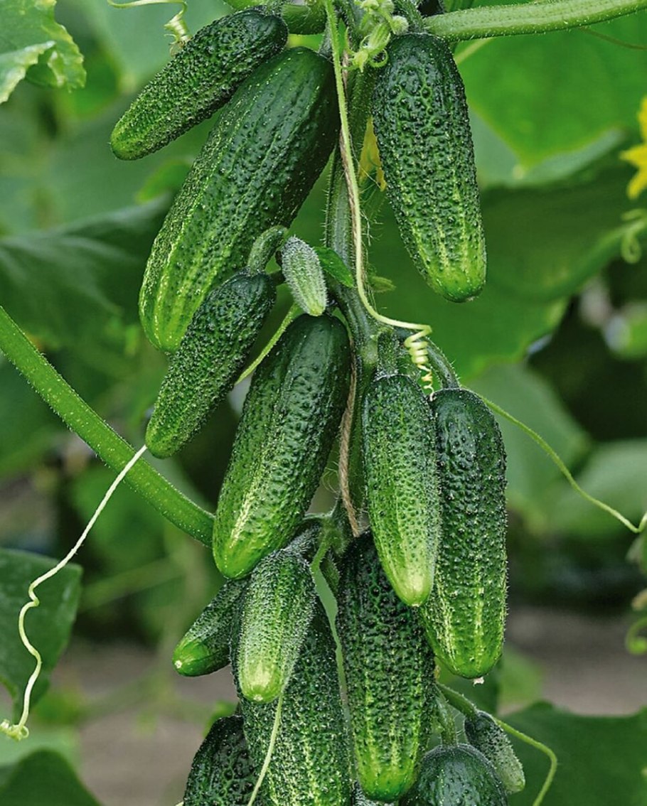 Огурец Пучкофф f1 10шт Аэлита