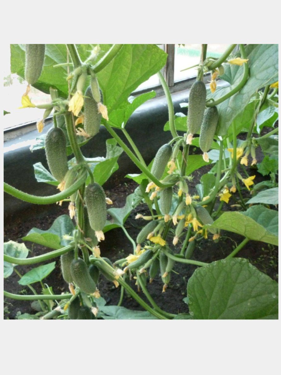 Сибирская гирлянда f1