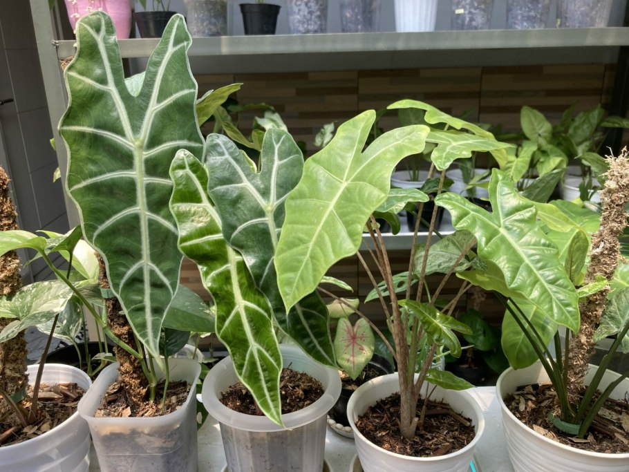 Алоказия Полли цветение