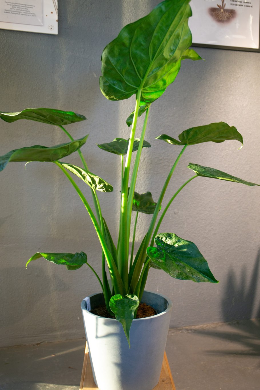 Алоказия Кобра