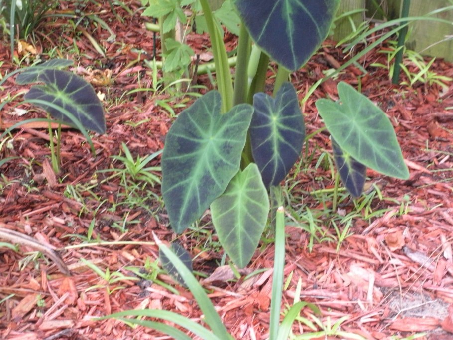 Алоказия Corazon