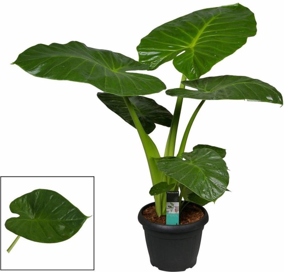 Карбюратор leader pz19jb