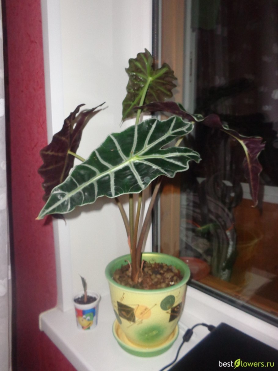 Алоказия луковица