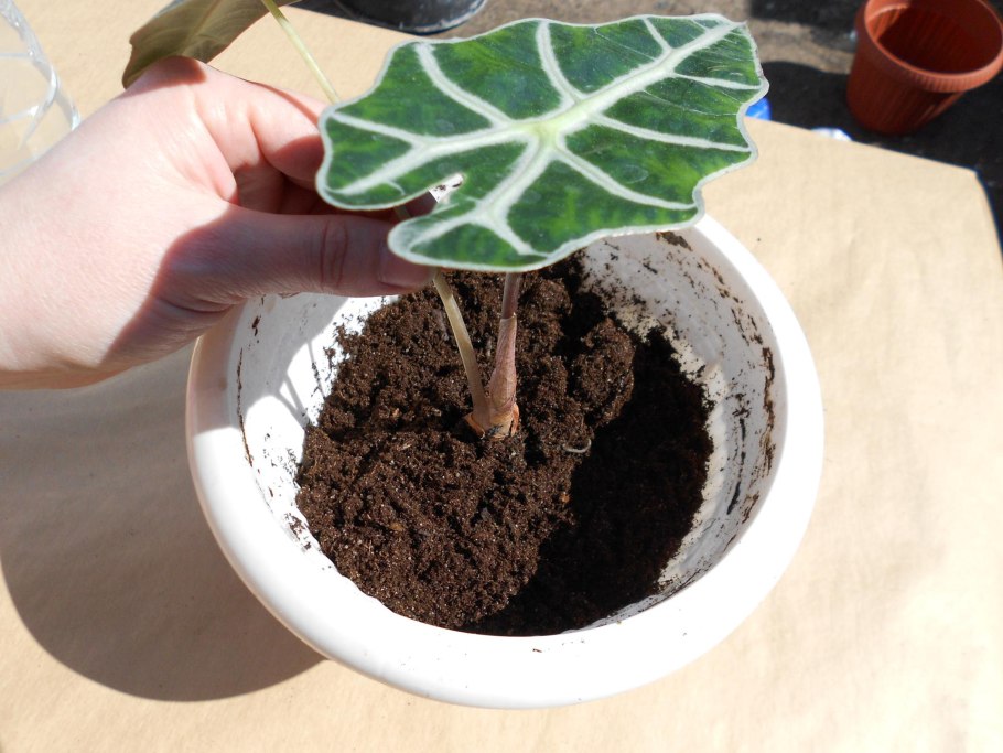 Алоказия дракон полив