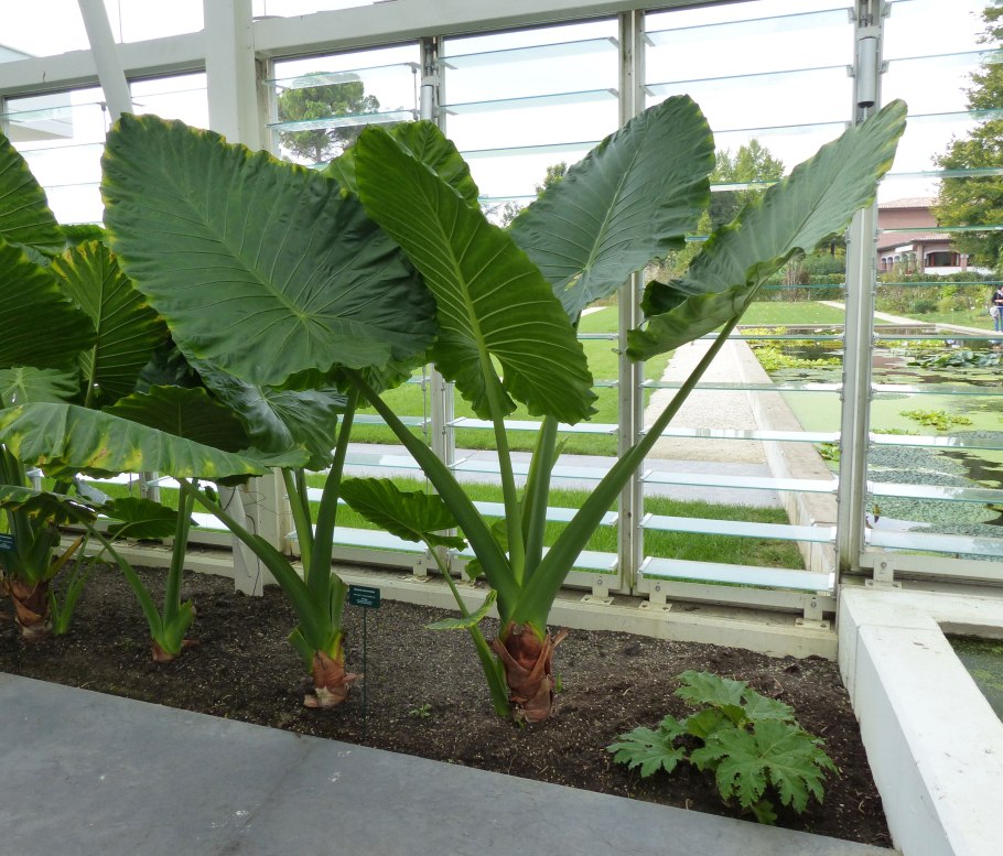 Алоказия Махарани Вариегата