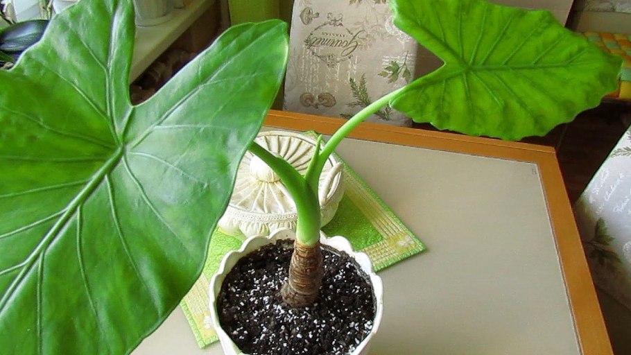 Алоказия черенок