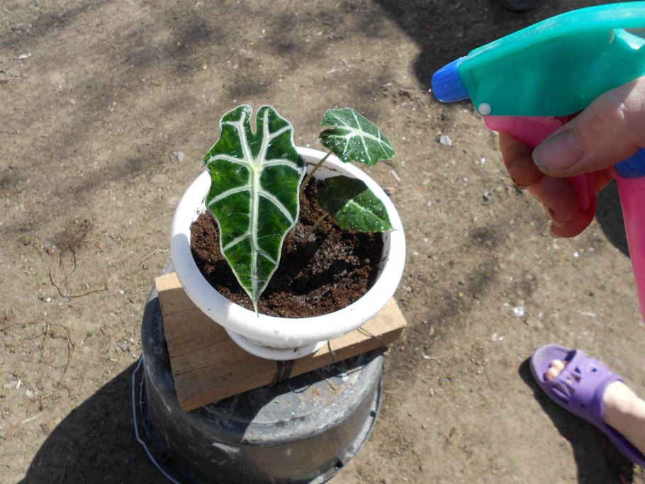 Алоказия до потолка