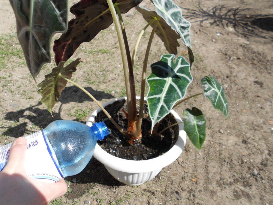 Алоказия Блэк вельвет в интерьере