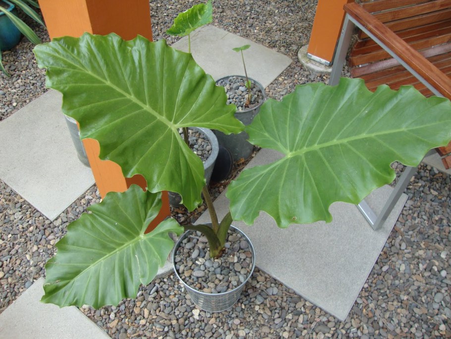 Watsoniana комнатное растение