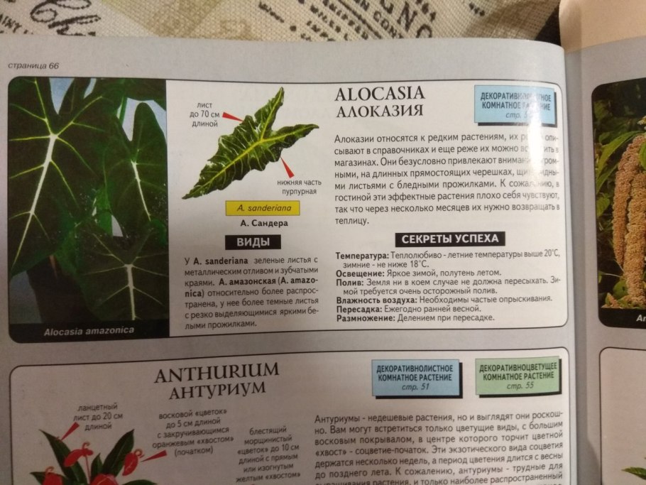 Алоказия грунт для алоказии