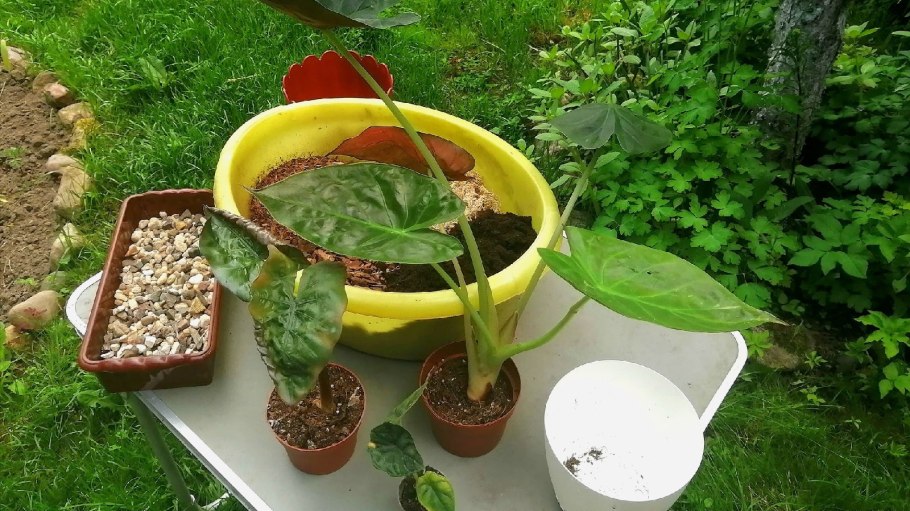 Колоказия гигантская