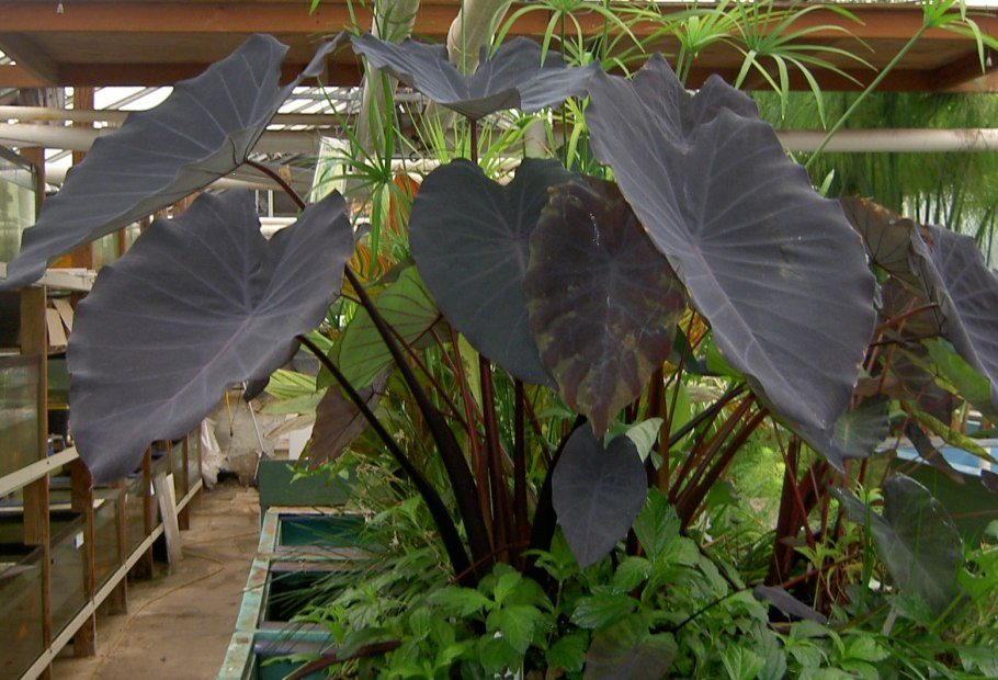 Алоказия scalprum