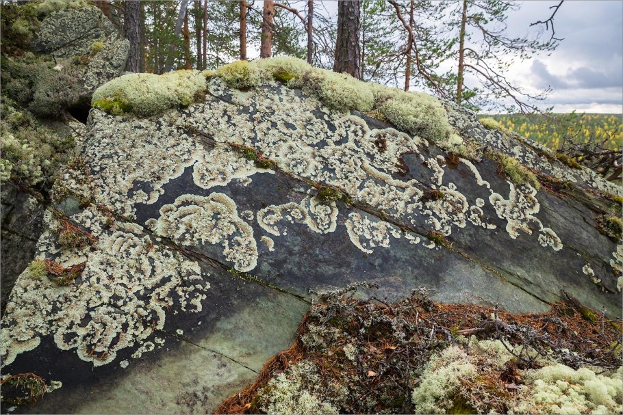 Лишайники карельского