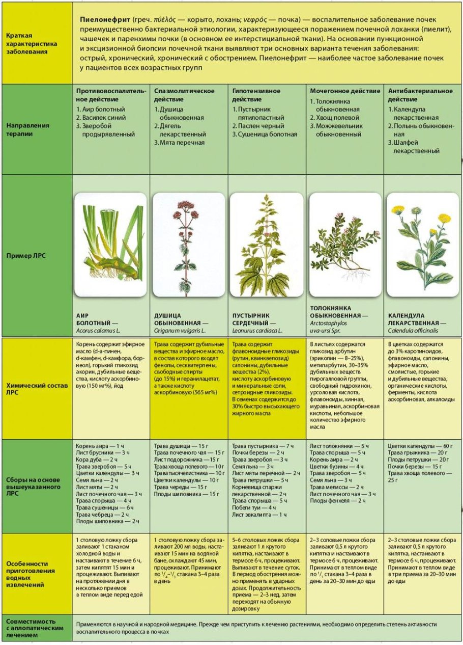 Фитопрепараты при остром пиелонефрите