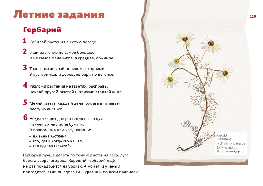 Характеристика мяты