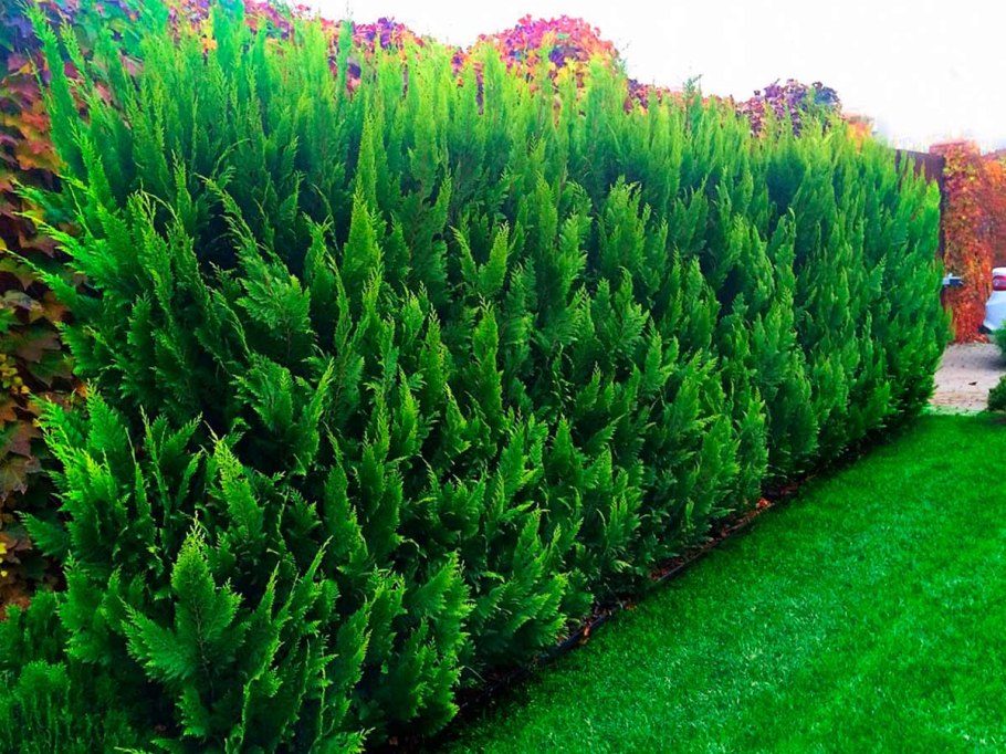 Кипарисовик Лавсона Живая изгородь