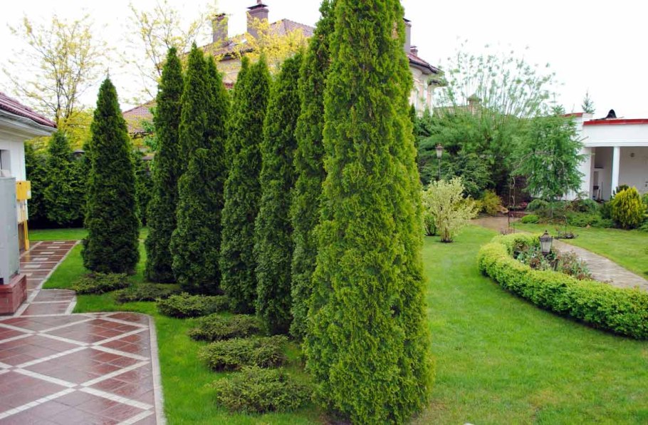 Криптомерия ниваки