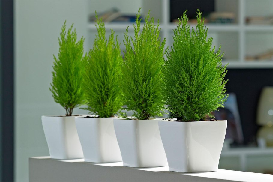 Туя Даника и можжевельник