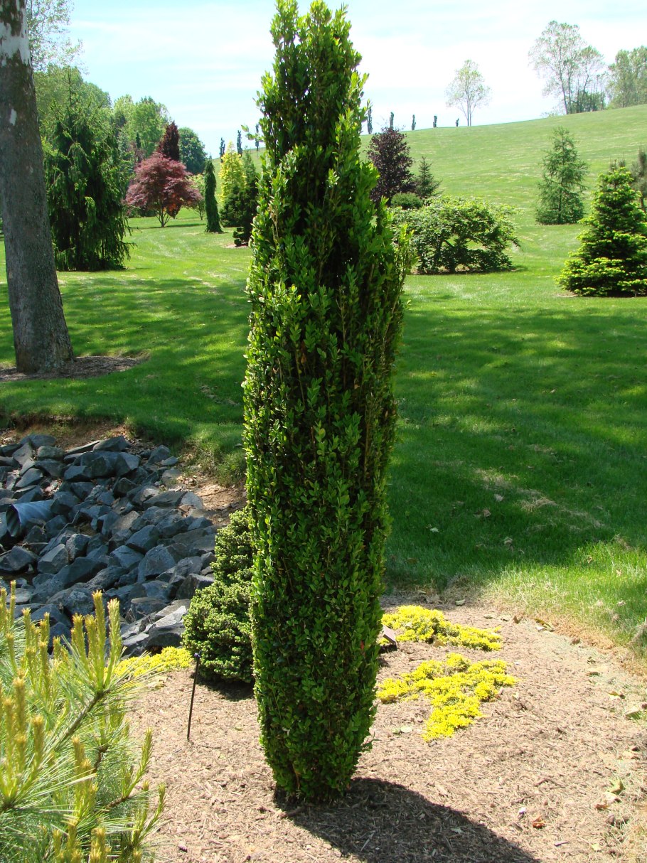 Туя Смарагд Живая изгородь