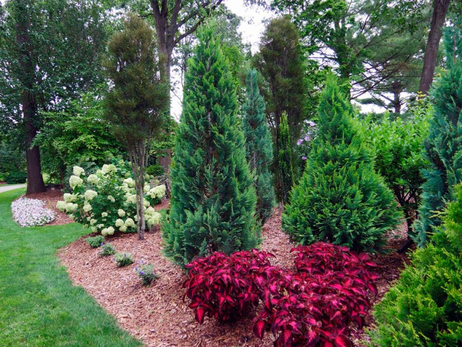 Кипарисовик Лавсона в ландшафте