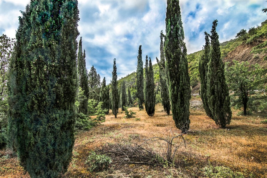 Туя Западная Brobecks Tower