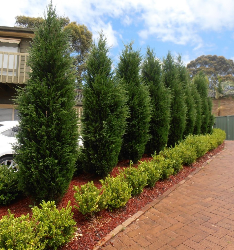 Кипарис Лейланда