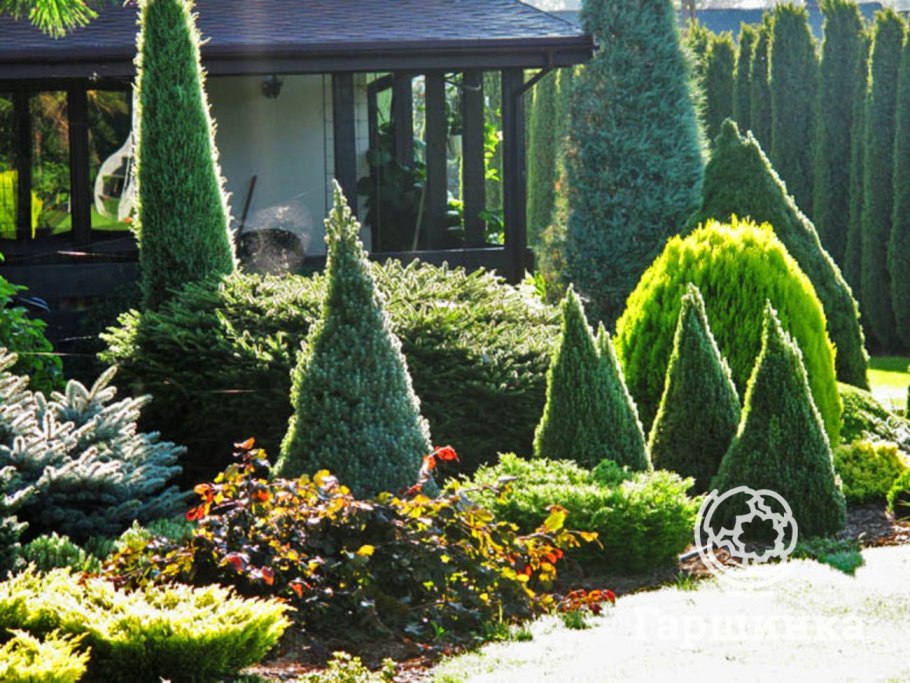 Можжевельник Блю Эрроу в ландшафтном